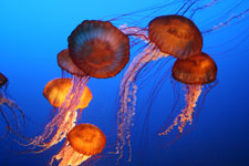 Jellyfish 1 by Traci Martin