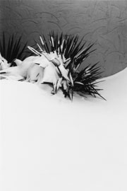 Sniow Yucca by Nancy Werneke