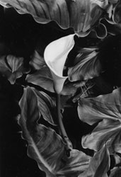 Cala Lilly #2 by Sam Joyner