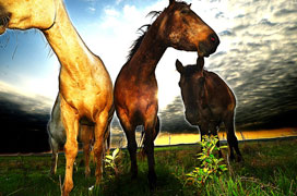 Three Horses by Grant McClintock