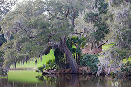 Southern Elegance by Martha Burger